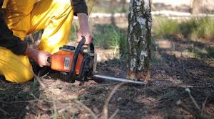 How Our Tree Care Process Works  in  Fort Morgan, CO