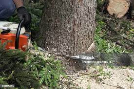 Fort Morgan, CO Tree Removal Company