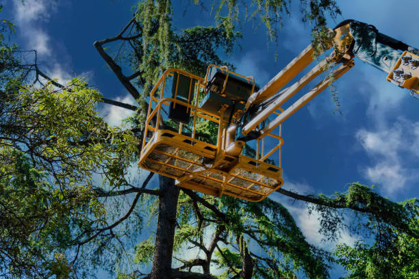 Best Storm Damage Tree Cleanup  in Fort Morgan, CO