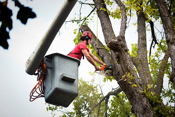 Best Tree Preservation Services  in Fort Morgan, CO