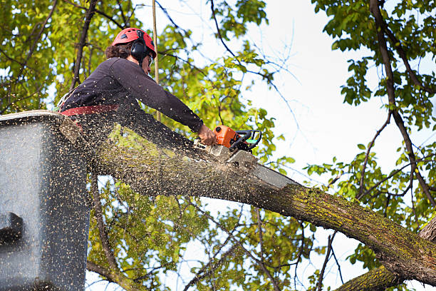 Best Tree and Shrub Care  in Fort Morgan, CO